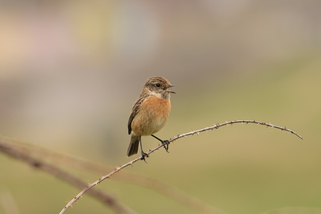 European Stonechat from Locks Common Local Nature Reserve Porthcawl