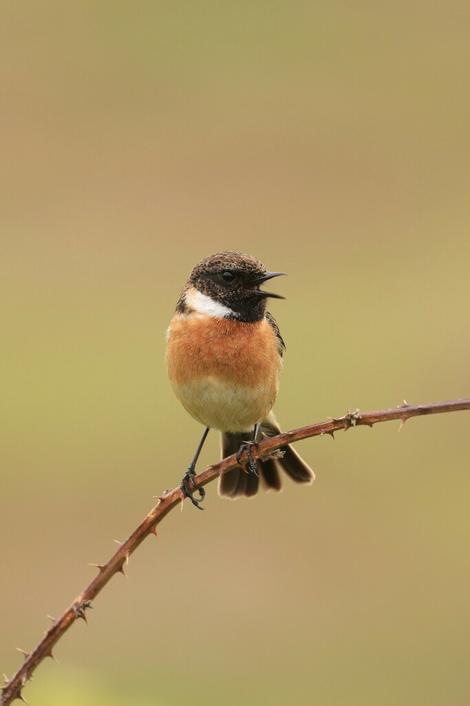 European Stonechat from Locks Common Local Nature Reserve Porthcawl