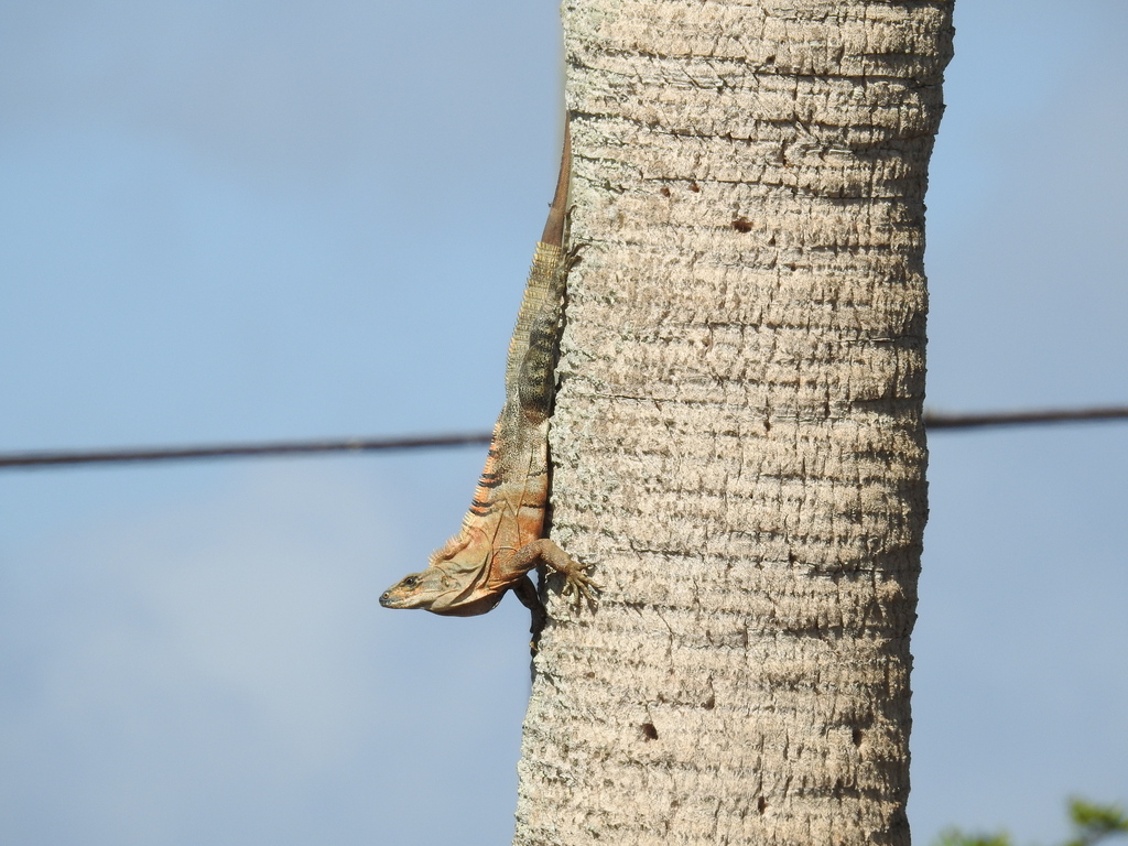 Black Spinytailed Iguana from 1601 New Point Comfort Rd, Englewood, FL