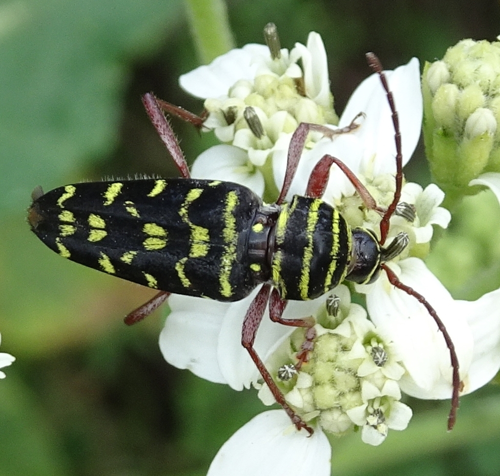 Mesquite Borer (Beetles of Blanco, Texas) · BioDiversity4All