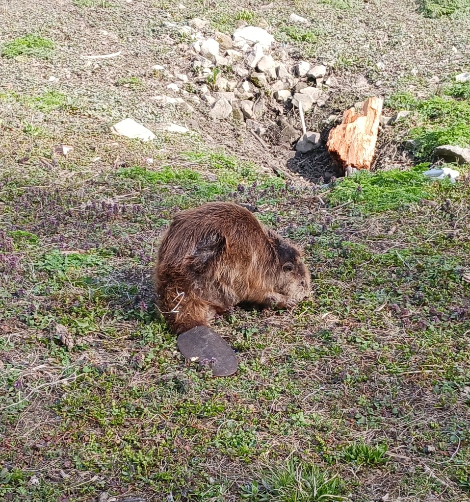 American Beaver from West Indianapolis, Indianapolis, IN, ÉtatsUnis on