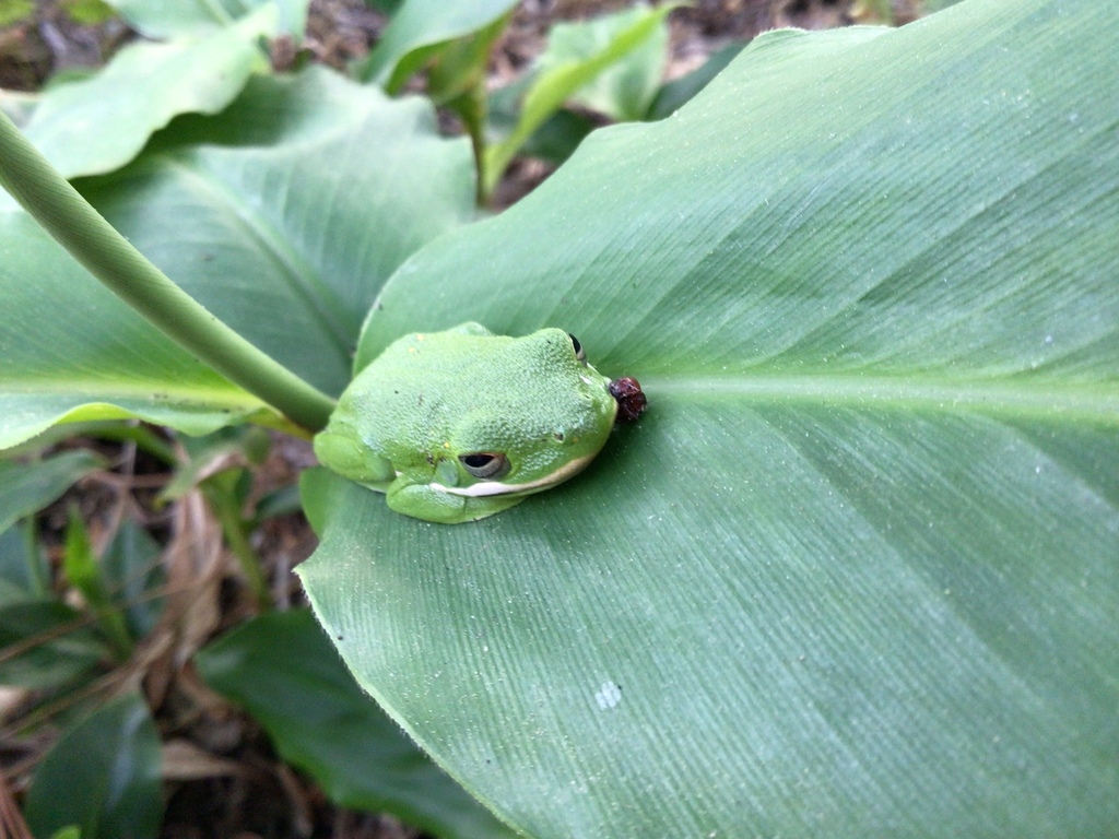Green Treefrog from Panther Creek, The Woodlands, TX, USA on 30 March