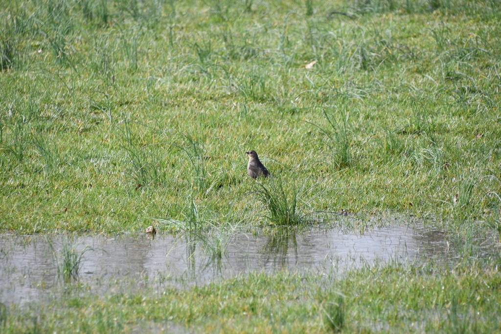 Brownheaded Cowbird from Elkins, WV 26241, USA on April 01, 2023 at 10