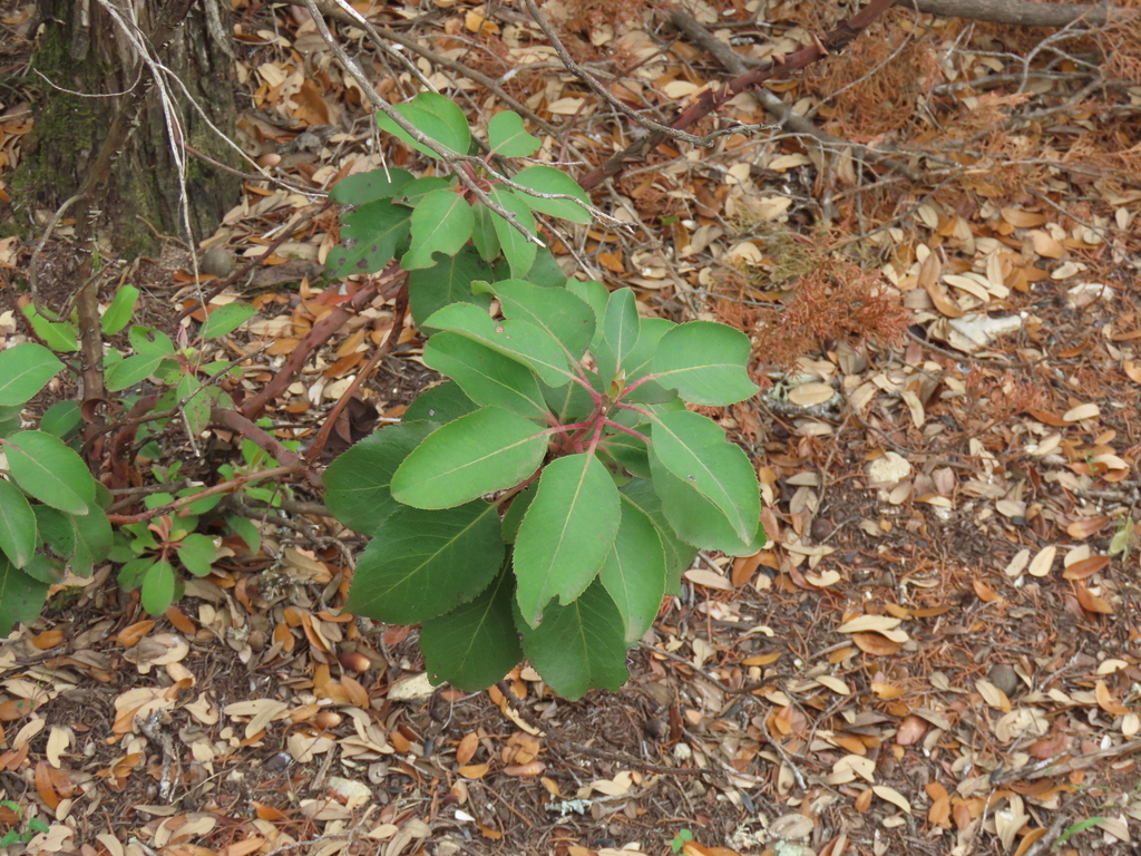 Texas madrone from Canyon Lake, TX, USA on April 01, 2023 at 0220 PM