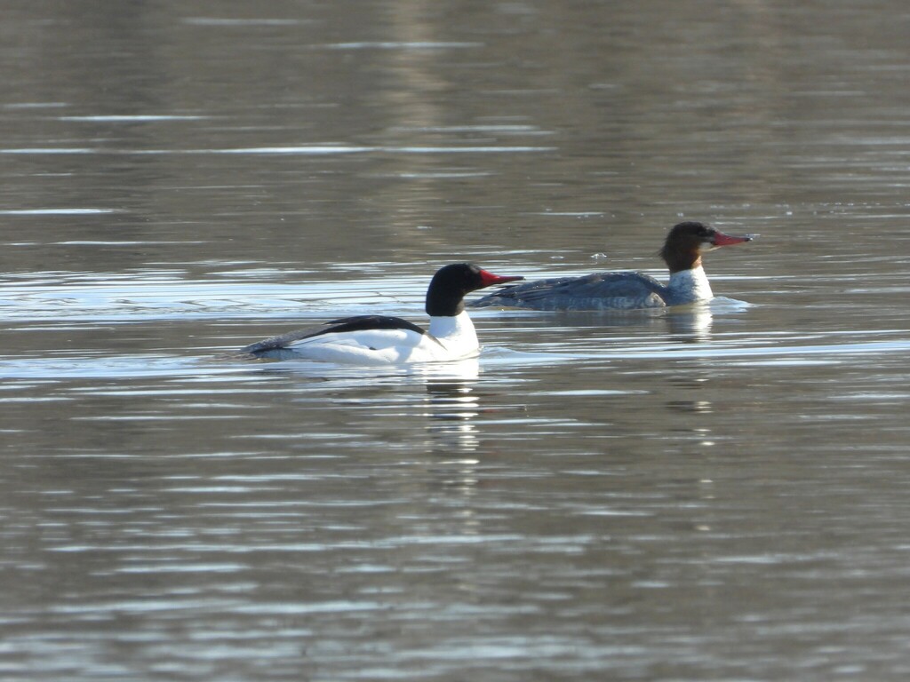 Common Merganser from Île SaintJoseph, Laval, QC H7J, Canada on April