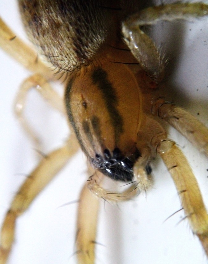 garden ghost spider from Beachwood, OH 44122, USA on April 04, 2023 at