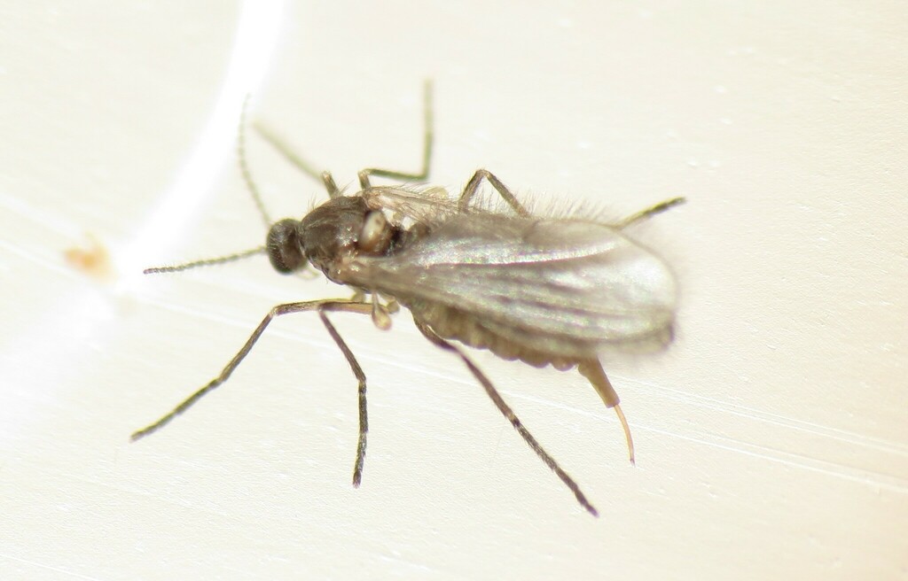 Contarinia from Loma Del Rey, Albuquerque, NM 87111, USA on April 04