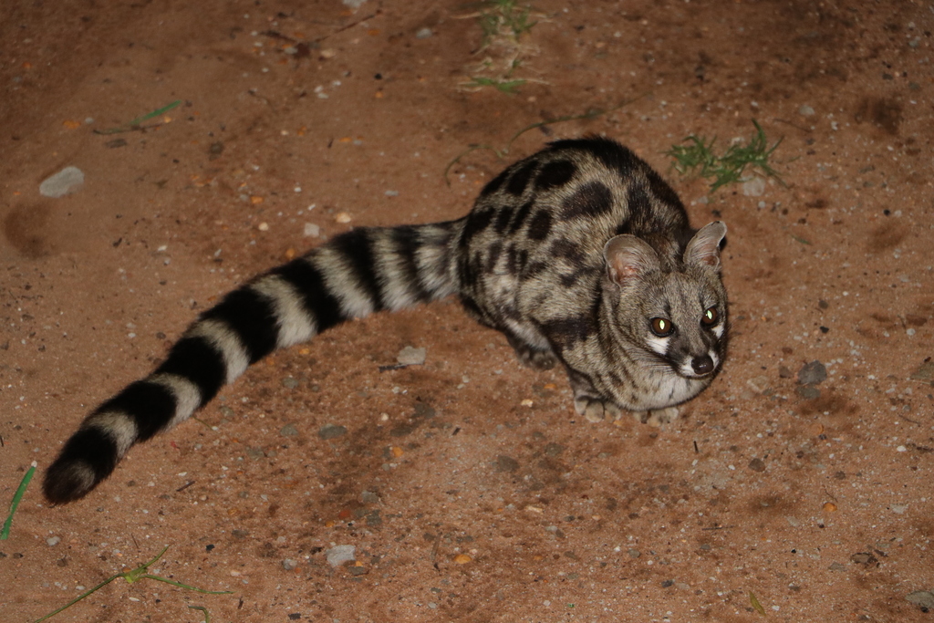 Cape (Hawequas Scout Adventure Centre) · BioDiversity4All
