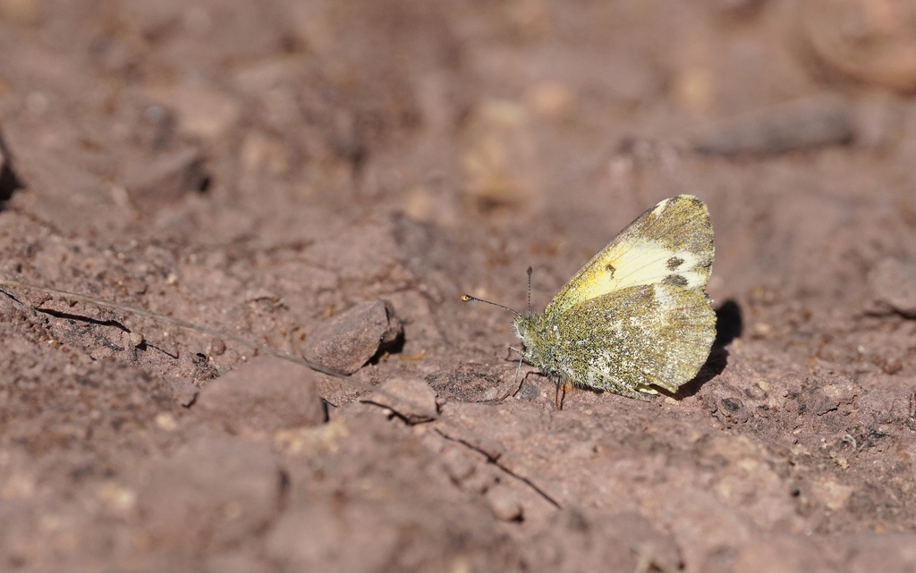 Nathalis iole natalia from Manaure, Cesar, Colombia on March 2, 2023 at