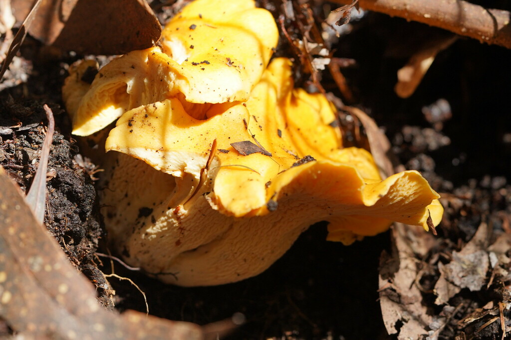 chanterelles from Powelltown VIC 3797, Australia on April 03, 2023 at
