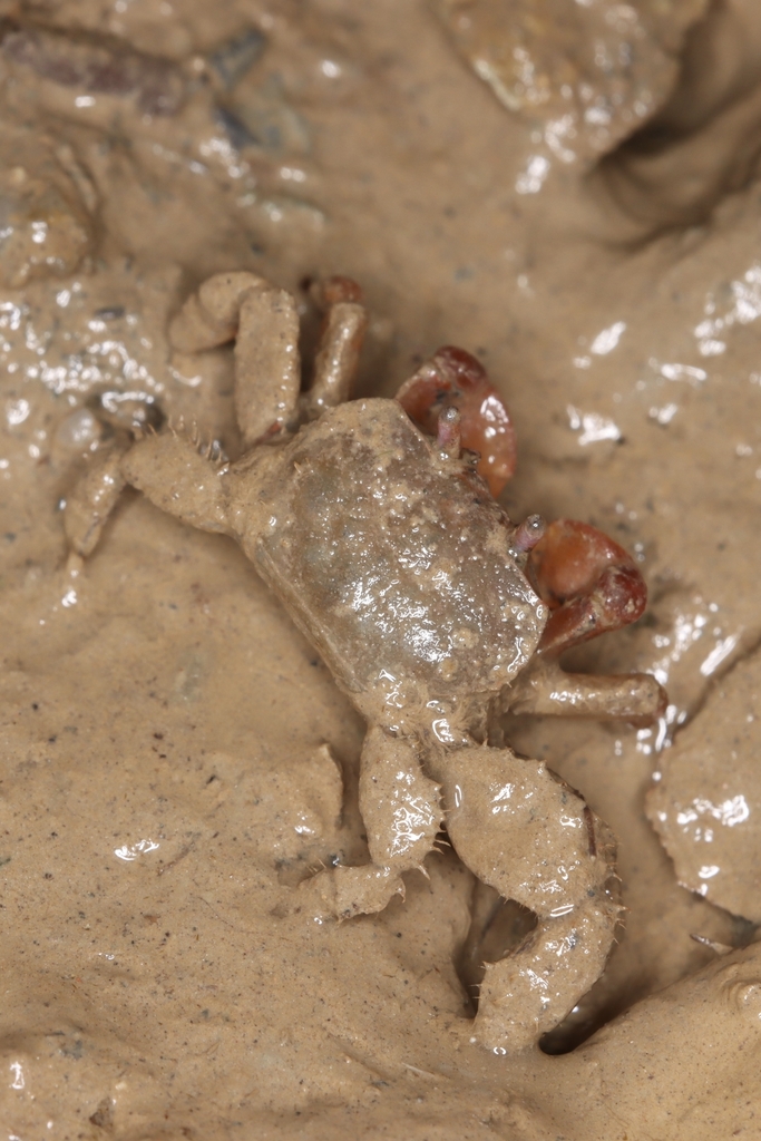 Red Silt Crab from 厦门 on April 8, 2023 at 1029 AM by ylem · iNaturalist