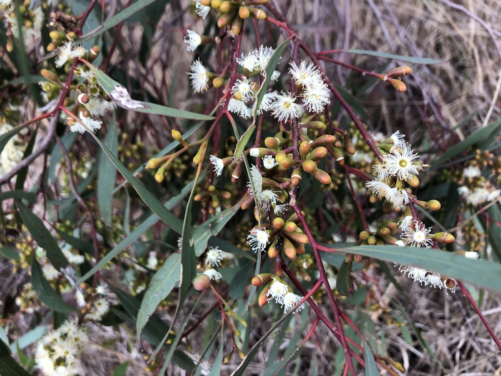Peppermint Box from Cannawigara SA 5268, Australia on April 09, 2023 at