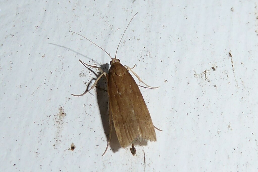 Mosseating Crambid Snout Moths from Waikouaiti, New Zealand on April