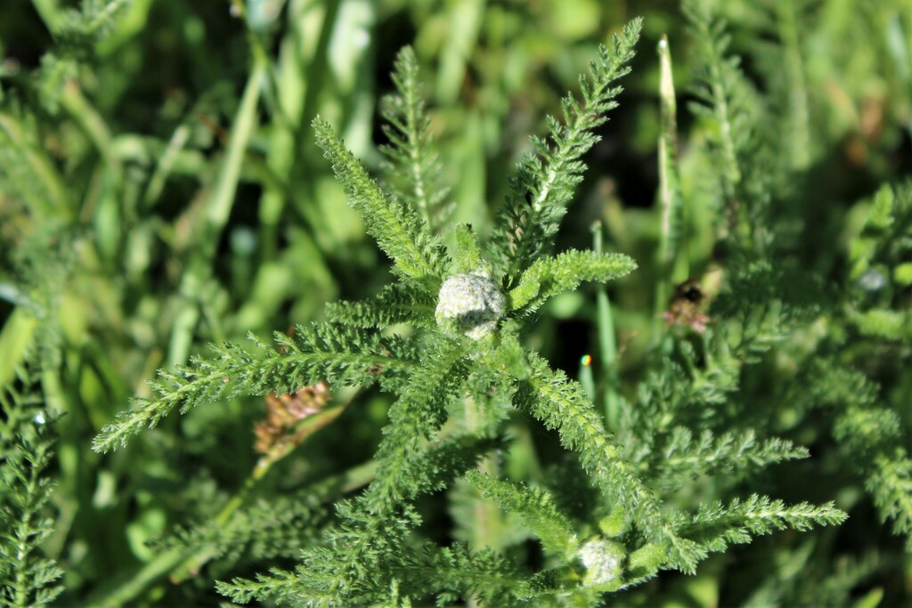 common yarrow from Middle Green Gulch Trail, California 94965, USA on