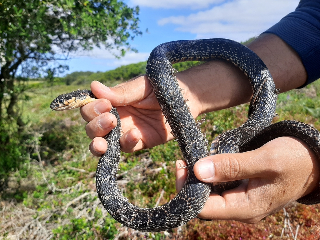 Horseshoe Whip Snake from Porto Salvo, 2740 Porto Salvo, Portugal on