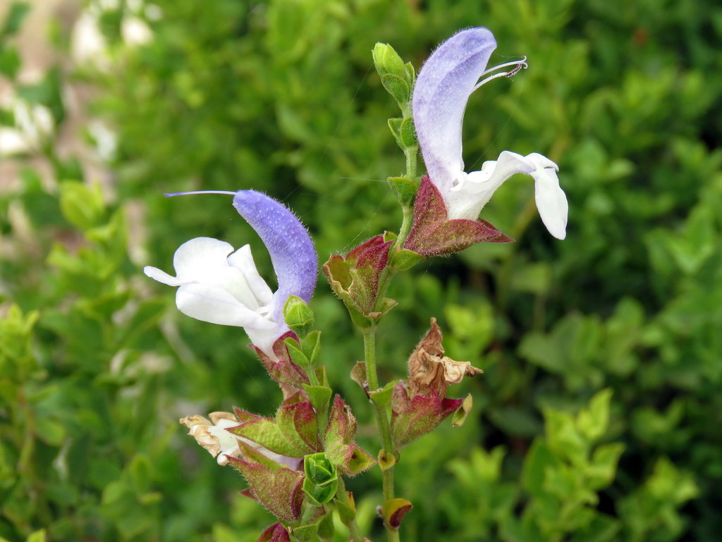 Rough blue sage (Plants of the Tygerberg Nature Reserve) · iNaturalist