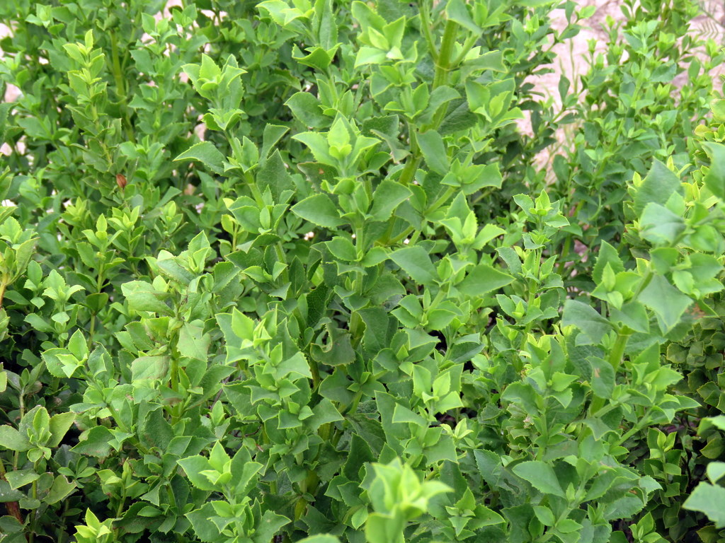 Rough blue sage (Plants of the Tygerberg Nature Reserve) · iNaturalist