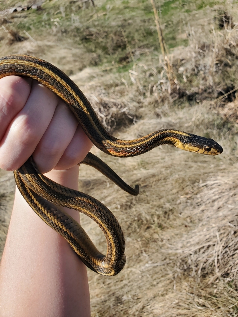 Common Garter Snake from Sioux Falls, SD 57110, USA on April 13, 2023