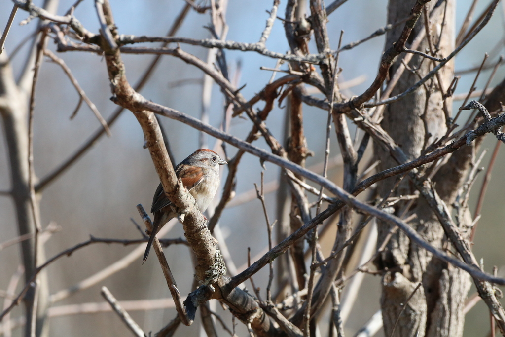Swamp Sparrow from 8260 Seasons Rd, Streetsboro, OH 44241, USA on April