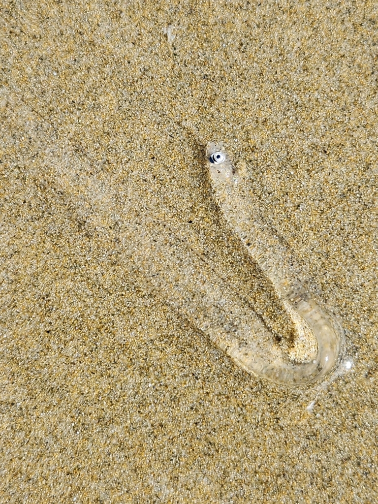 True Eels from Northland, New Zealand on April 14, 2023 at 1243 PM by