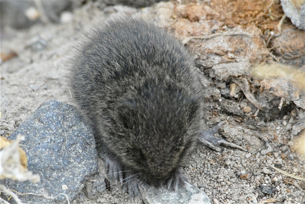 Montane Vole from Kiley Ranch NV on September 12, 2011 at 0950 AM by nanbirder. Mountain Vole