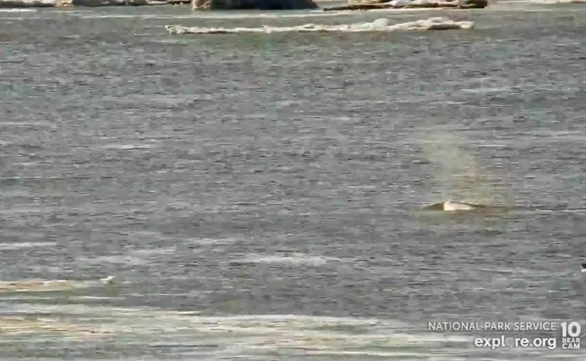 Beluga from King Salmon, AK, USA on April 14, 2023 by Notti