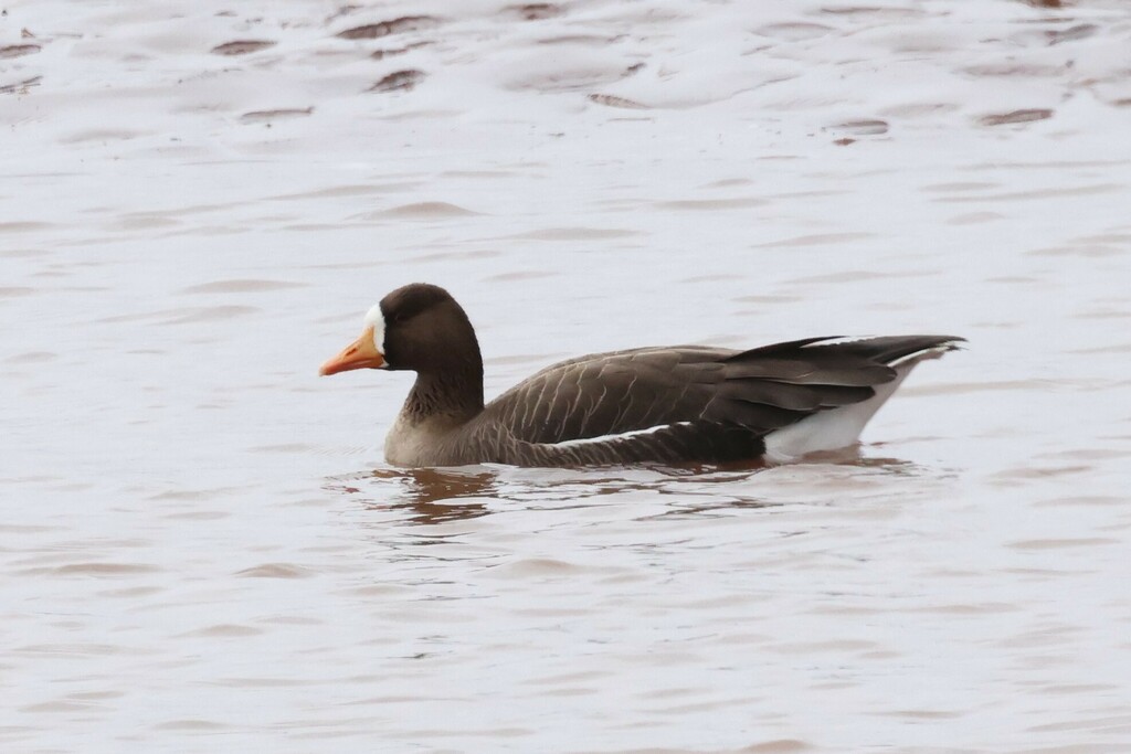 Greater Whitefronted Goose from Nova Scotia, Canada on April 16, 2023
