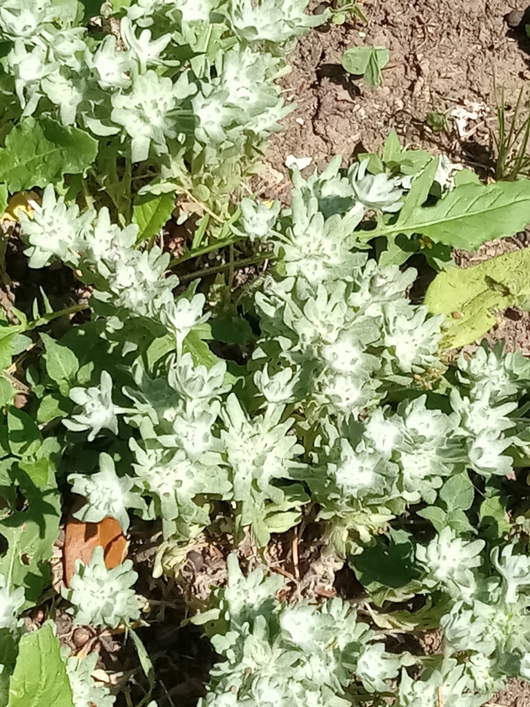 flathead rabbit tobacco from Moody, TX 76557, USA on April 15, 2023 at