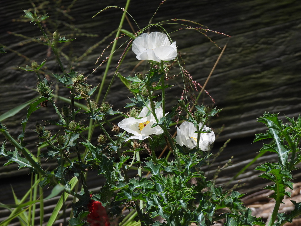 white prickly poppy from Brownsville, TX, USA on April 17, 2023 at 01