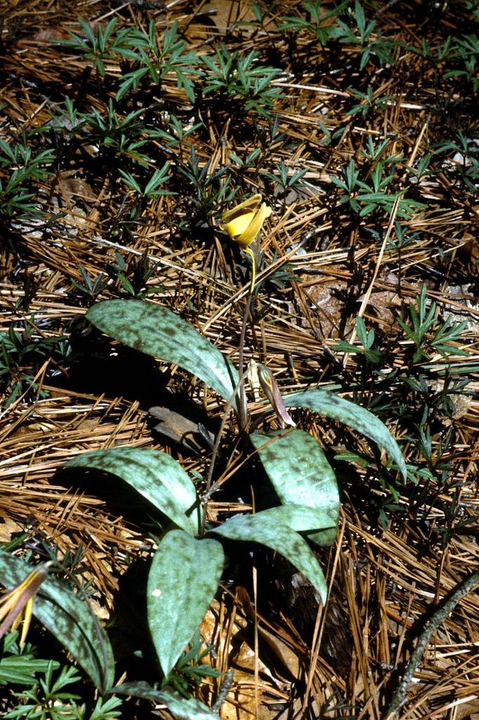 yellow trout lily (EwA Guide to the Plants of the Fells (US)) · iNaturalist