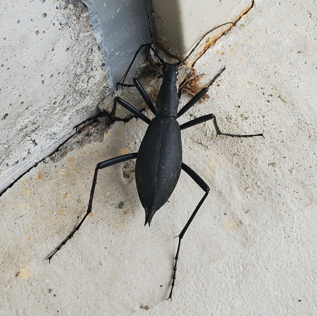 Japanese Snaileating Beetle from 11972 Kamiyakawakō, Ino, Agawa