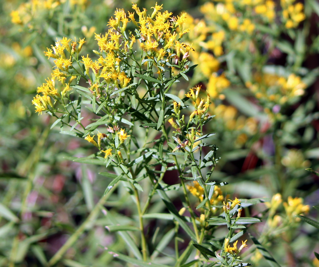 Rough Goldentop from Jackson County, MS, USA on October 19, 2018 at 10