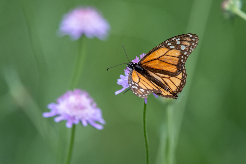Monarch from Northeast Carrollton, Carrollton, TX, USA on April 19