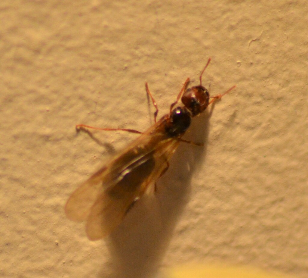 Bigheaded Ants in April 2023 by Karen Weaving. Alate Ant, Bigheaded