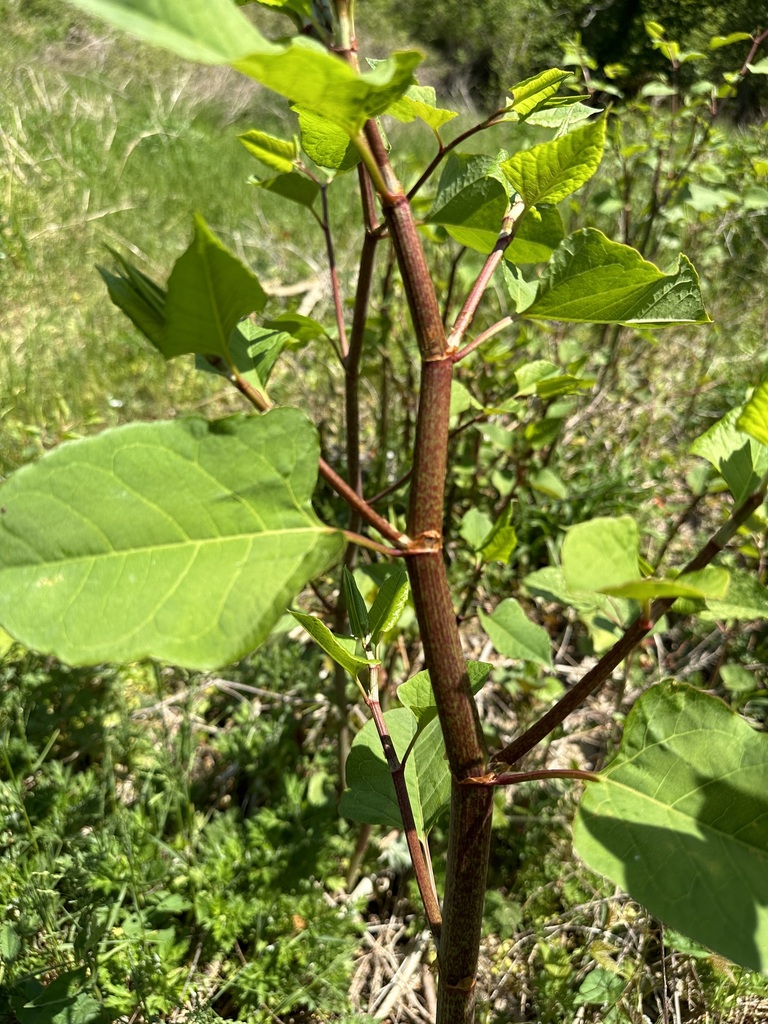 Japanese knotweed from Chillum, MD, USA on April 21, 2023 at 1257 PM by kristinmarie · iNaturalist