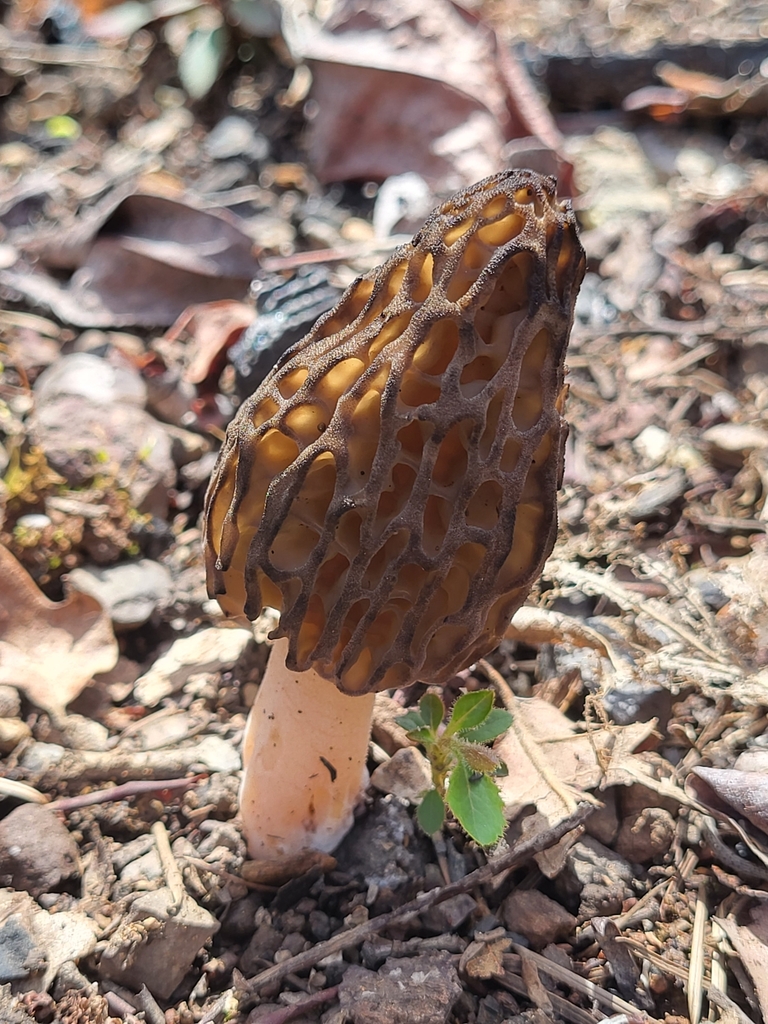 Black Morels in April 2023 by Nick Nuebel · iNaturalist