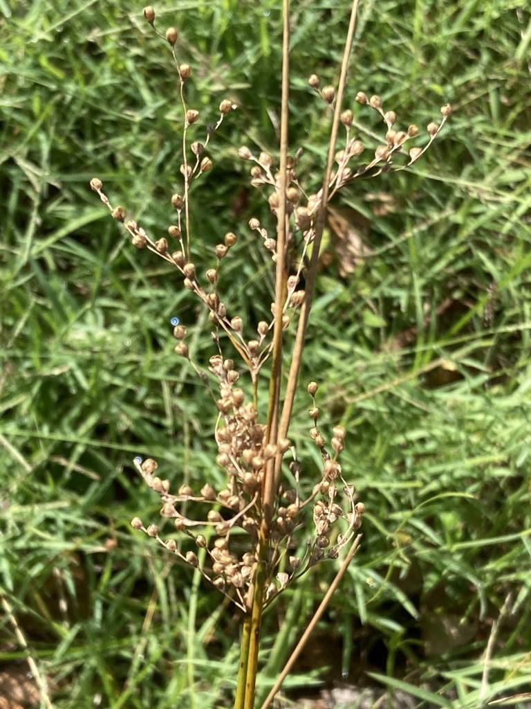 australian rush from Coomba Park NSW 2428, Australia on March 01, 2023