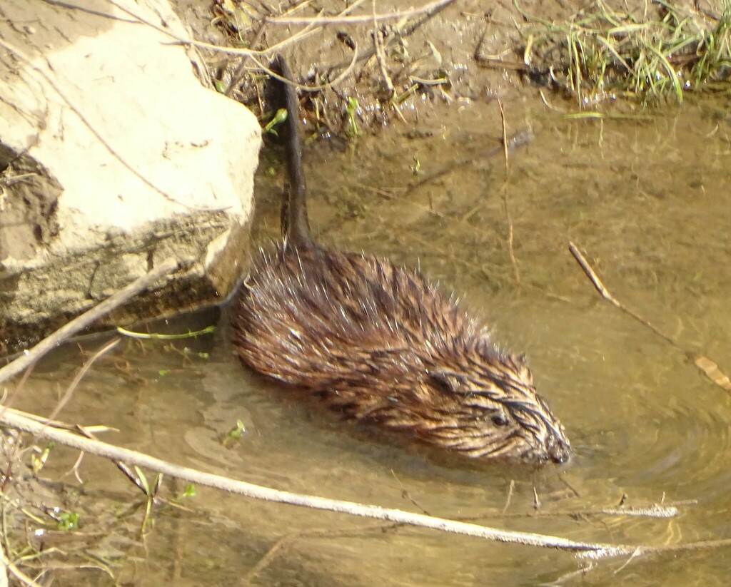 Muskrat from River Cove Rd, Williston, VT 05495, USA on April 21, 2023