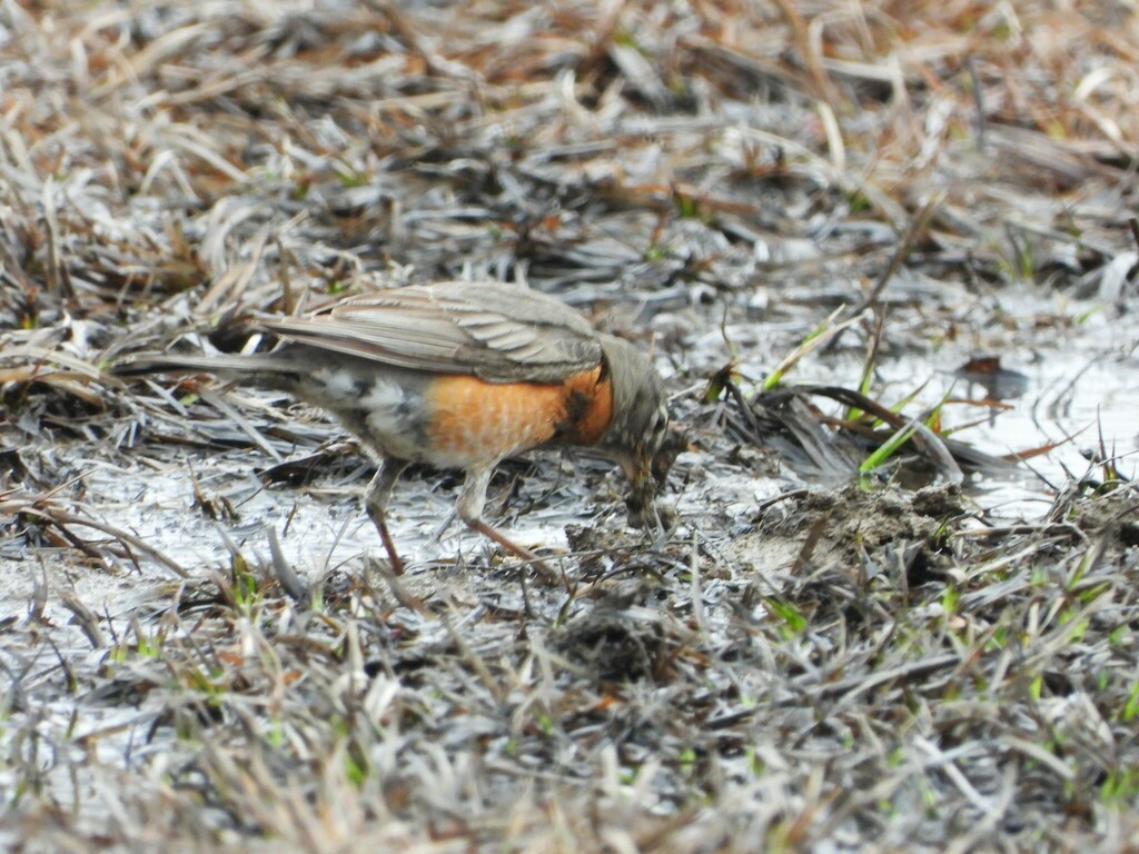 American Robin from Île SaintJoseph, Laval, QC H7J, Canada on April 24