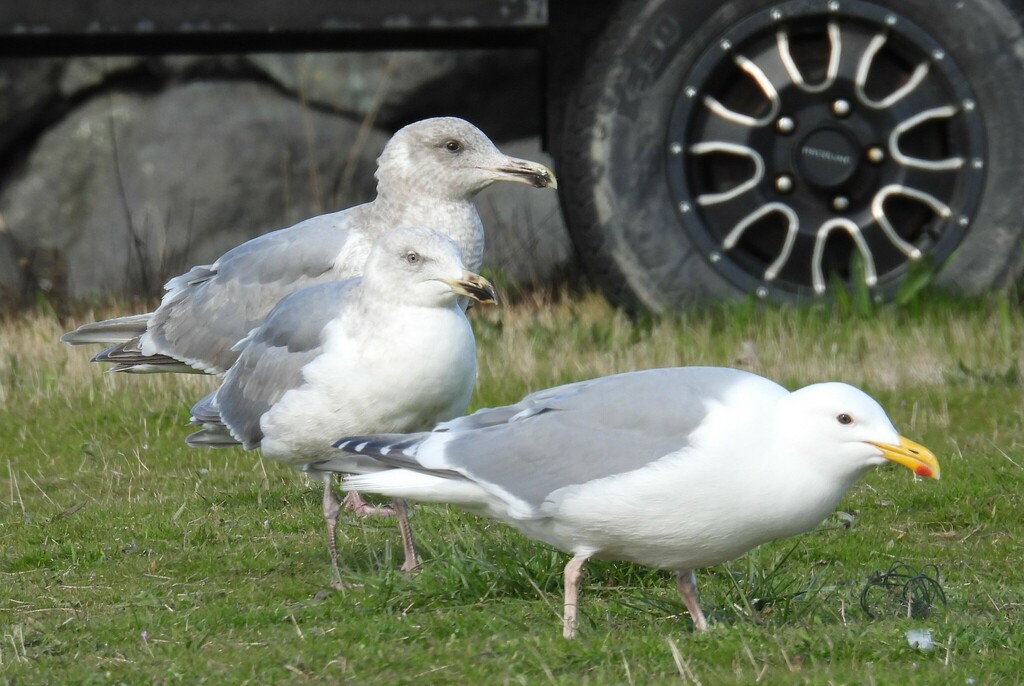 Glaucouswinged Gull from Diamond Point, Sequim, Clallam Co., WA, USA