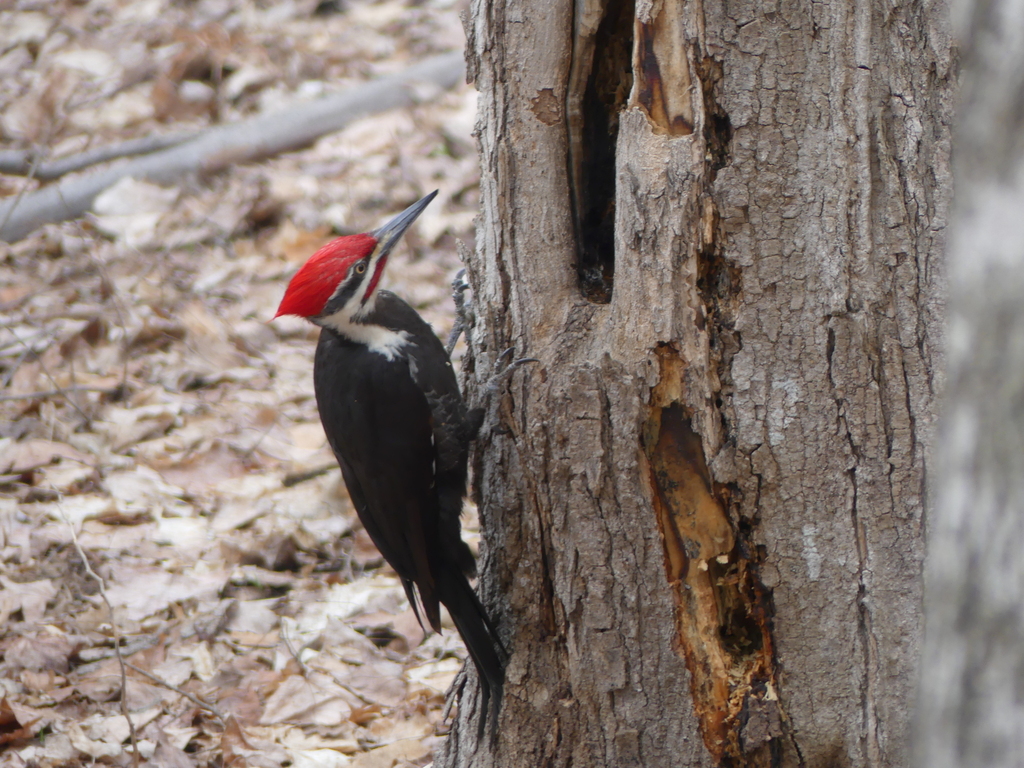 Pileated Woodpecker from Whetstone Rd, Marquette, MI 49855, USA on