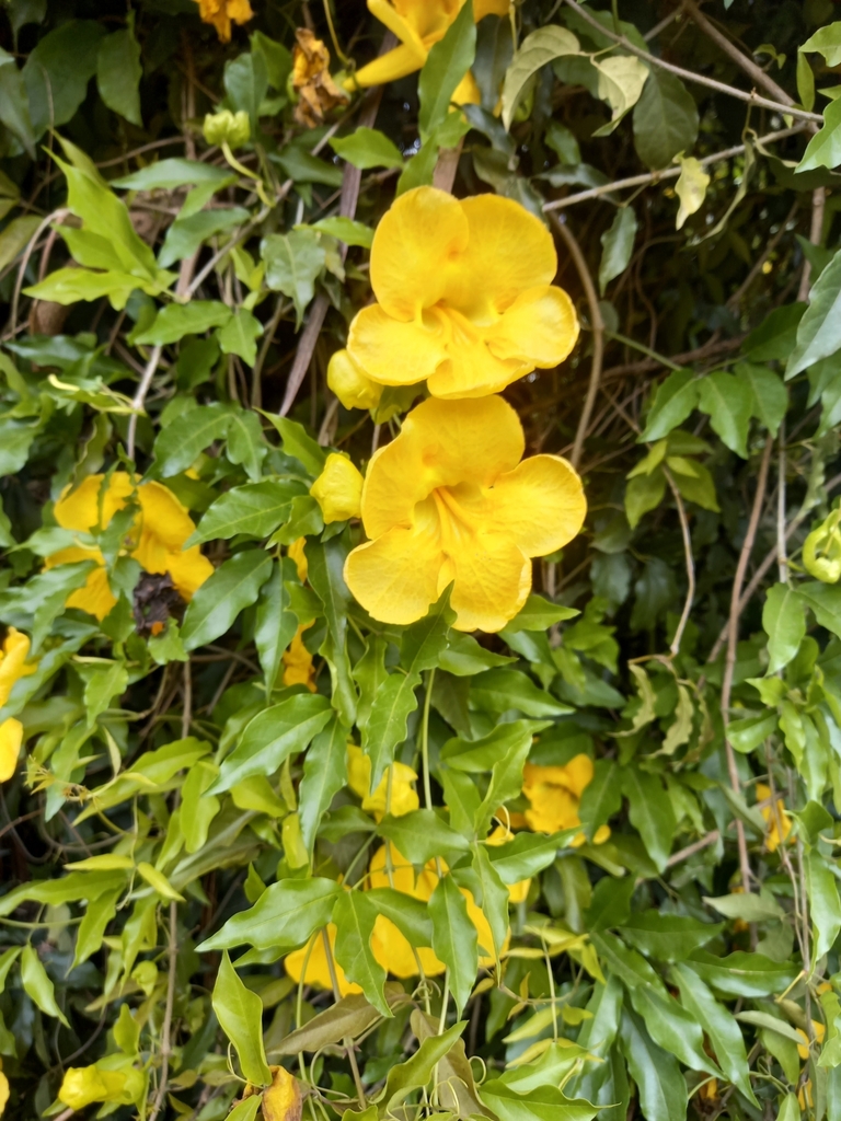 Catclaw vine from Great Western Hwy after River Rd, Emu Plains NSW 2750