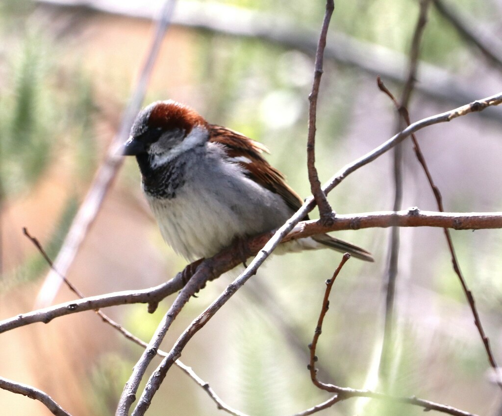 House Sparrow from NiagaraontheLake, ON, Canada on April 26, 2023 at
