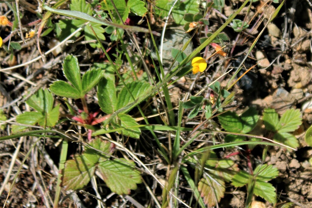 woodland strawberry from Marin County, CA, USA on April 24, 2023 at 11