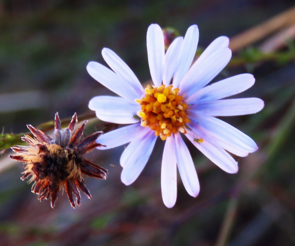 sunflowers, daisies, asters, and allies from Gardens of Stone SCA Wallerawang NSW 2845