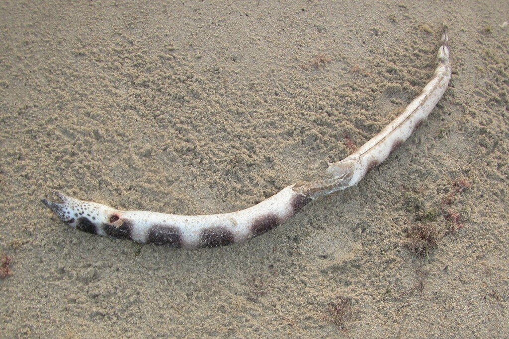 Saddled Snake Eel from Mbour, Senegal on April 14, 2023 at 0656 PM by