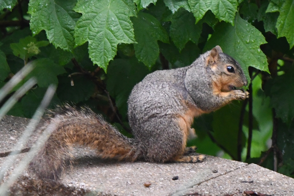 Fox Squirrel from White Lake Hills, Fort Worth, TX, USA on April 23