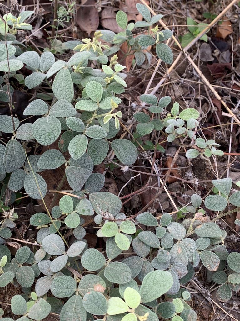 plants from Gachibowli Miyapur Rd, near Kothagudem Forest Reserve