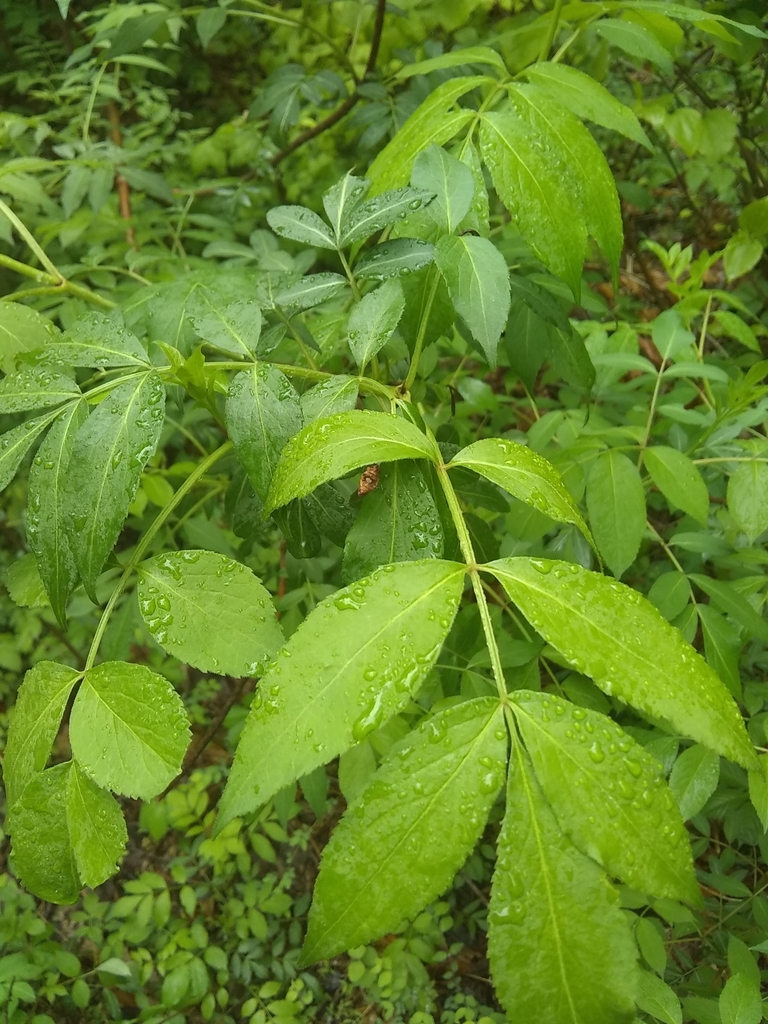 American black elderberry from Cloverleaf, Louisville, KY 40216, USA on