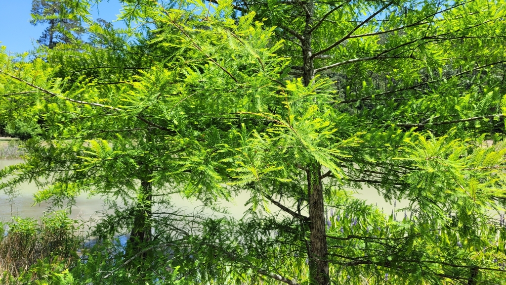 baldcypress from Roman Forest, TX 77357, USA on April 28, 2023 at 0151